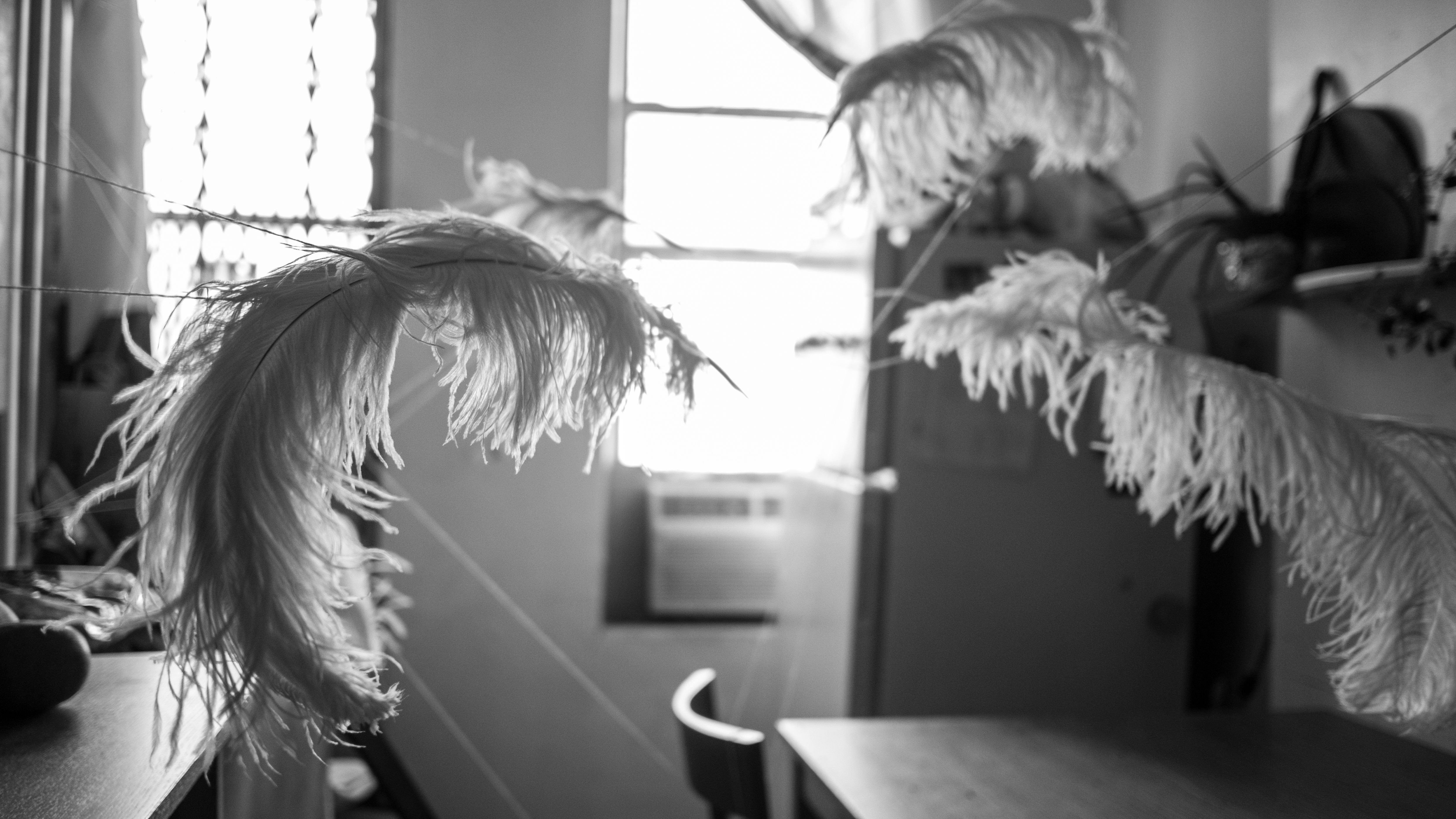 feathers installation apartment scene
